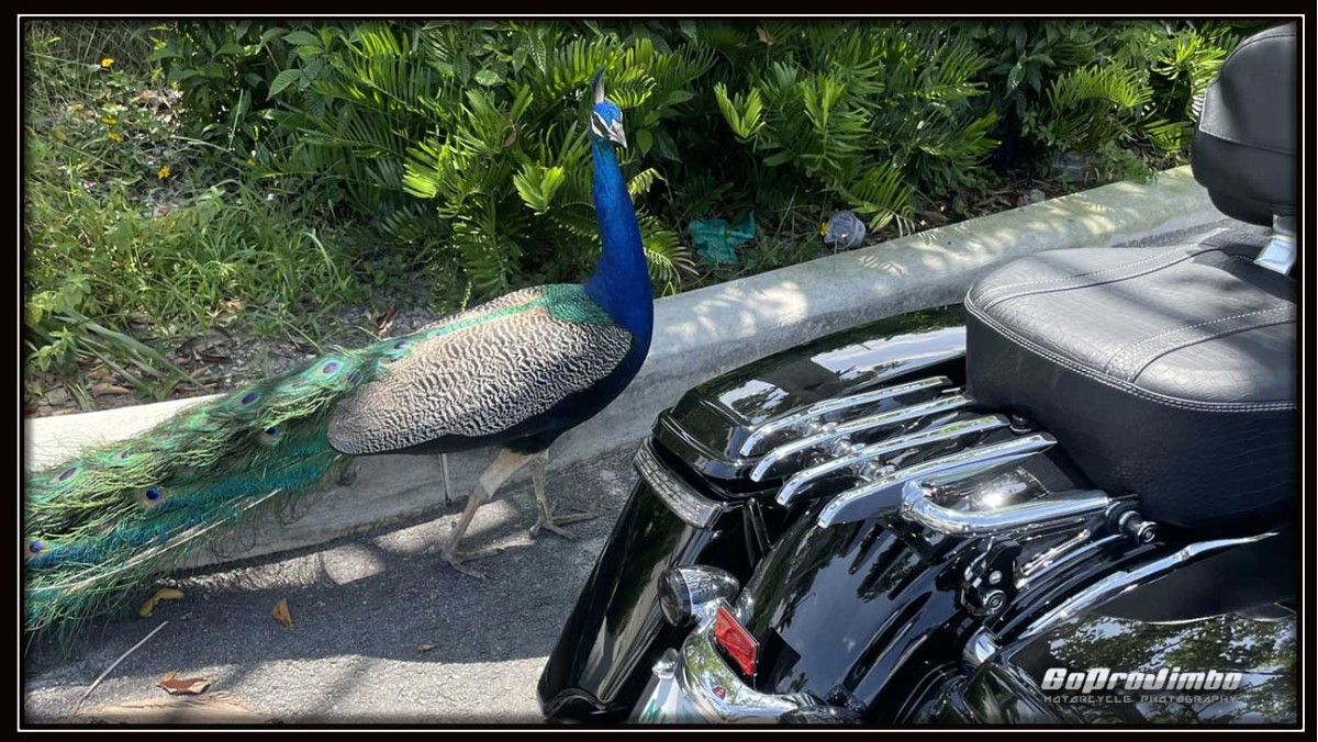 Peacock visits in parking lot